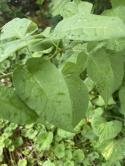 Solanum dulcamara