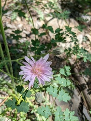 Crepis purpurea