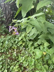 Solanum dulcamara