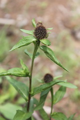 Centaurea phrygia carpatica