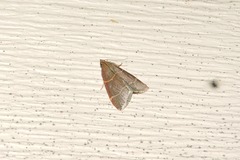 Hypsopygia glaucinalis