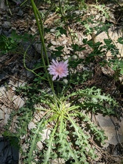 Crepis purpurea
