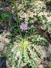 Crepis purpurea