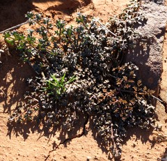 Chamarea longipedicellata