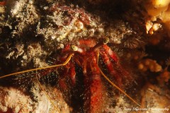 Dardanus crassimanus