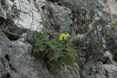 Hyoscyamus