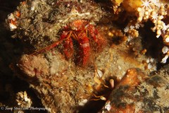 Dardanus crassimanus