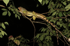 Physignathus cocincinus