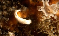 Dermatobranchus primus