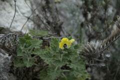 Hyoscyamus