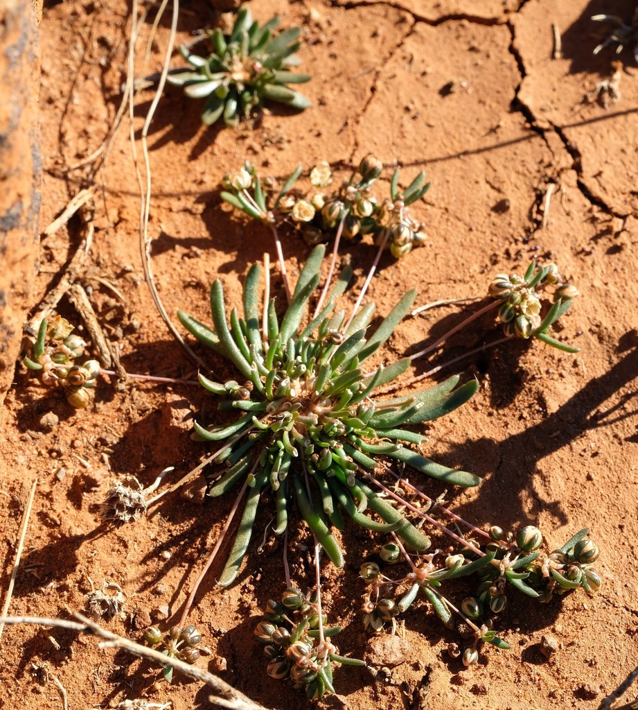 Pharnaceum namaquense