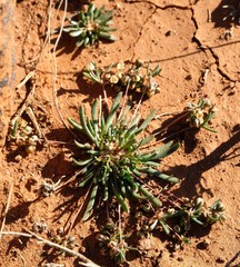 Pharnaceum namaquense