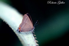 Badecla argentinensis