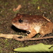 Capped Frog - Photo (c) tristanv, some rights reserved (CC BY-NC)