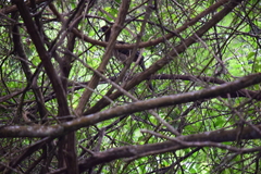 Ortalis erythroptera