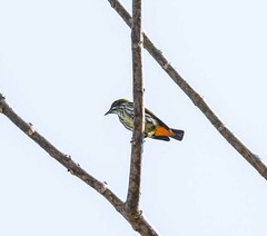 Dicaeum chrysorrheum