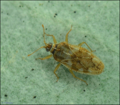 Monosteira unicostata