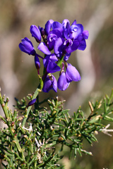 Polygala microphylla