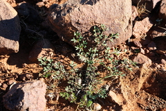 Chamarea longipedicellata