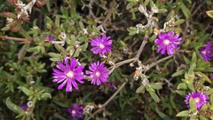 Delosperma versicolor