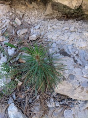 Pinus nigra pallasiana
