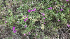 Delosperma versicolor