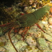 Packhorse Rock Lobster - Photo (c) tangatawhenua, some rights reserved (CC BY-NC), uploaded by tangatawhenua