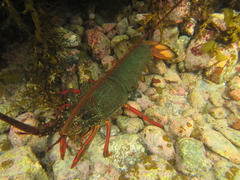 Sagmariasus verreauxi