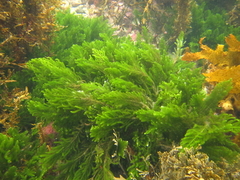 Caulerpa flexilis