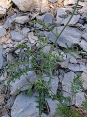 Brassica elongata pinnatifida