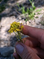 Brassica elongata pinnatifida