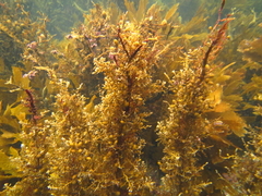 Carpophyllum plumosum