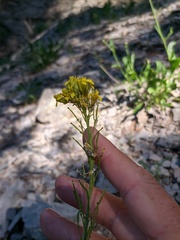 Brassica elongata pinnatifida