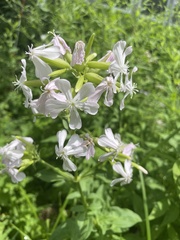 Saponaria officinalis