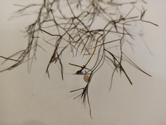 Potamogeton trichoides