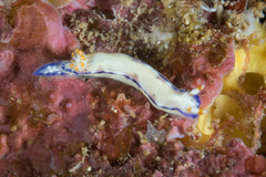 Hypselodoris peasei