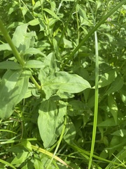 Saponaria officinalis