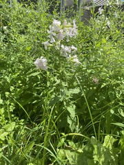 Saponaria officinalis