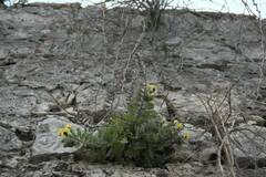 Hyoscyamus