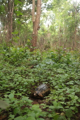 Indotestudo elongata