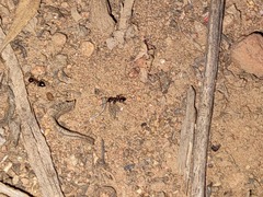 Crematogaster californica