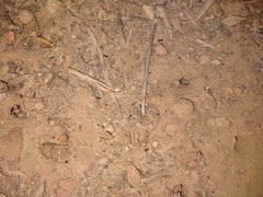 Crematogaster californica