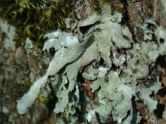 Parmelia submontana