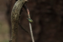 Phyllobius argentatus