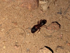 Camponotus dumetorum