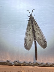 Brachynemurus nebulosus