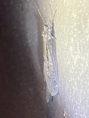 Brachynemurus nebulosus