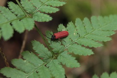 Pyropterus nigroruber