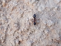Camponotus dumetorum