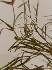 Potamogeton trichoides